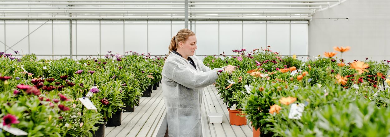Florensis Quedlinburg Breeding GmbH & Co. KG